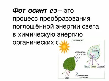 Процесс фотосинтеза 9 класс биология