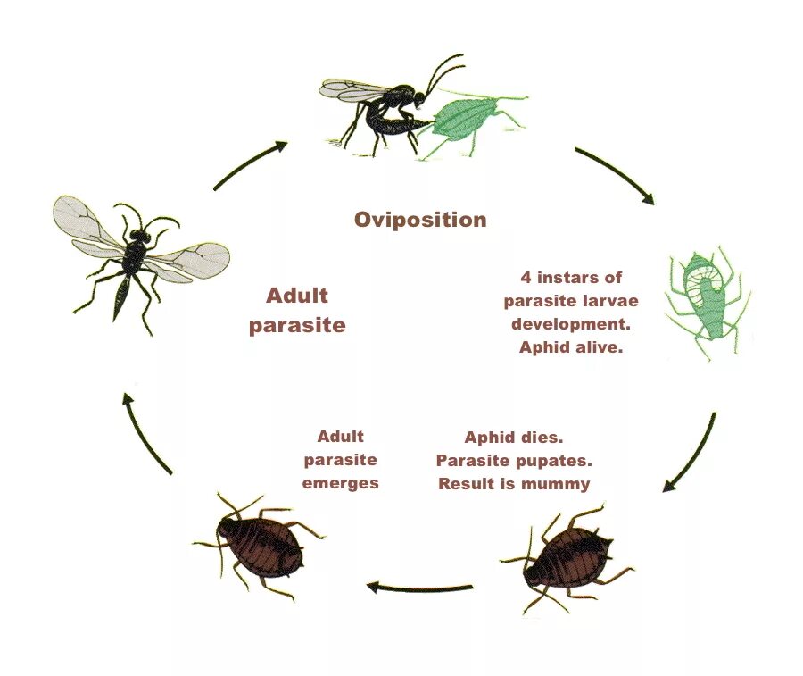 Тля садовая тип развития. Капустная тля цикл развития. Цикл развития тли обыкновенной. Цикл развития тли схема. Жизненный цикл тли схема.