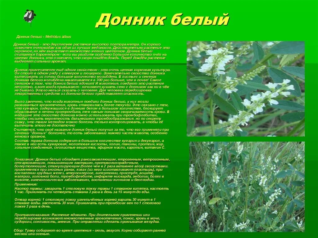 Травы содержащие кумарины. Мёд из акации полезные. Лапчатка серебристая лапчатка прямостоячая. Растение донник белый. Лечебная лапчатка белая.