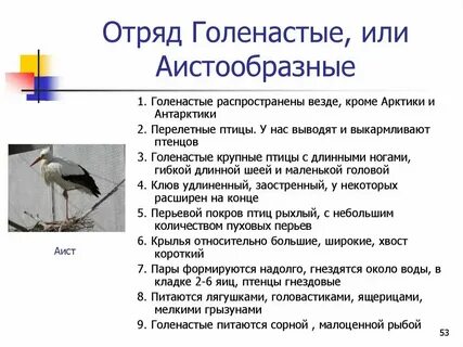 Класс птицы общая характеристика