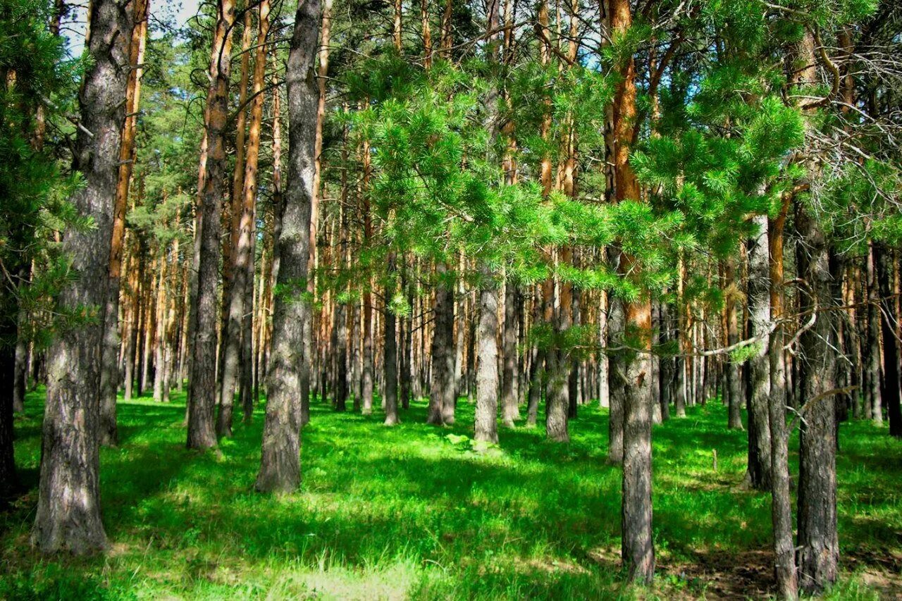 Лес Сосновый Бор Канск. Сосновый Бор Костанай лес. Чернолучье Сосновый Бор. Сосновый Бор Пермь лес. Сосновый бор 1а