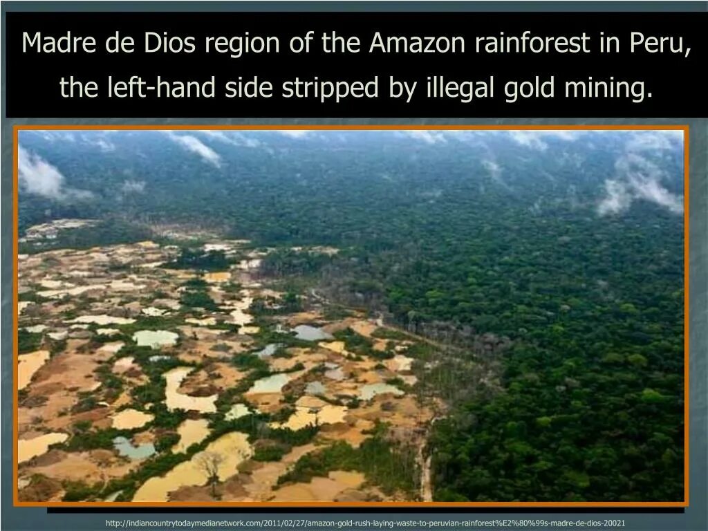 Peru Forest.