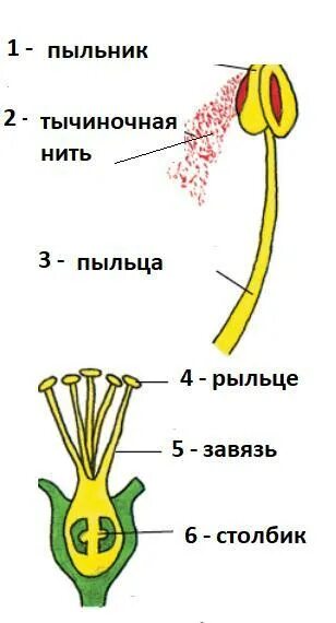 Как выглядит тычиночный цветок Биоразнообразие растений