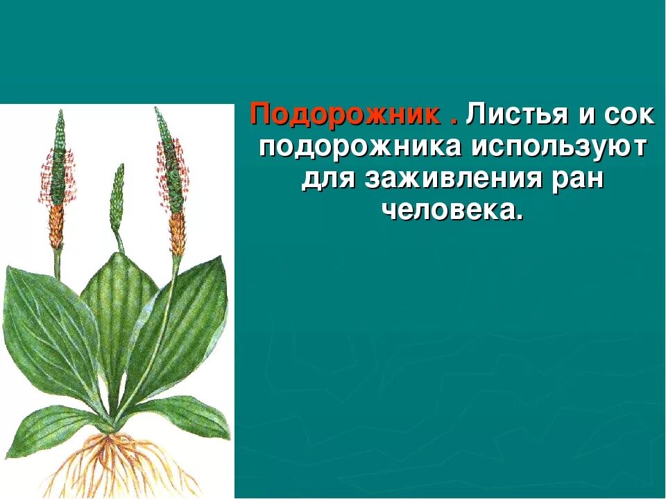 Подорожник. Подорожник для детей. Подорожник лекарственное растение. Рассказ о подорожнике. Почему подорожник так назван