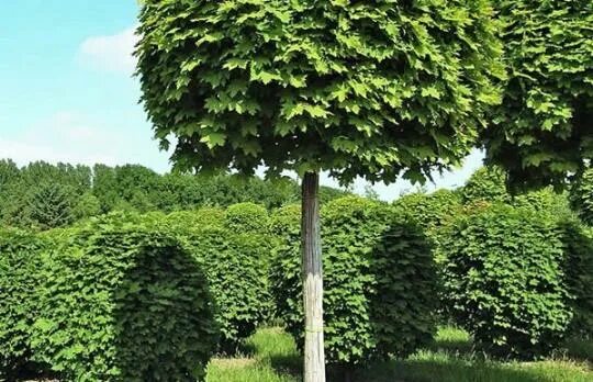 Клен остролистный "глобозум" acer platanoides 'globosum'. Клен австралийский глобозум. Клен глобосан. Декоративные деревья для сада. Вяз шершавый пендула.