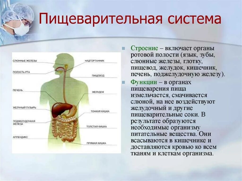 Печень какая полость