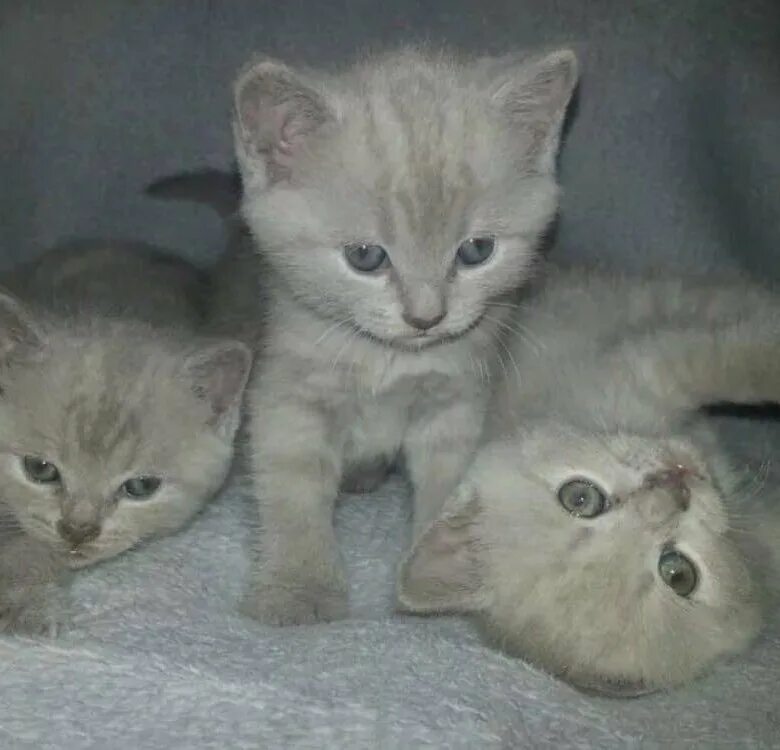 Как выглядит котенок по неделям фото Москва и МО.Маленькие котята от домашней кошки,возраст 1 месяц,ручные игривые,уж