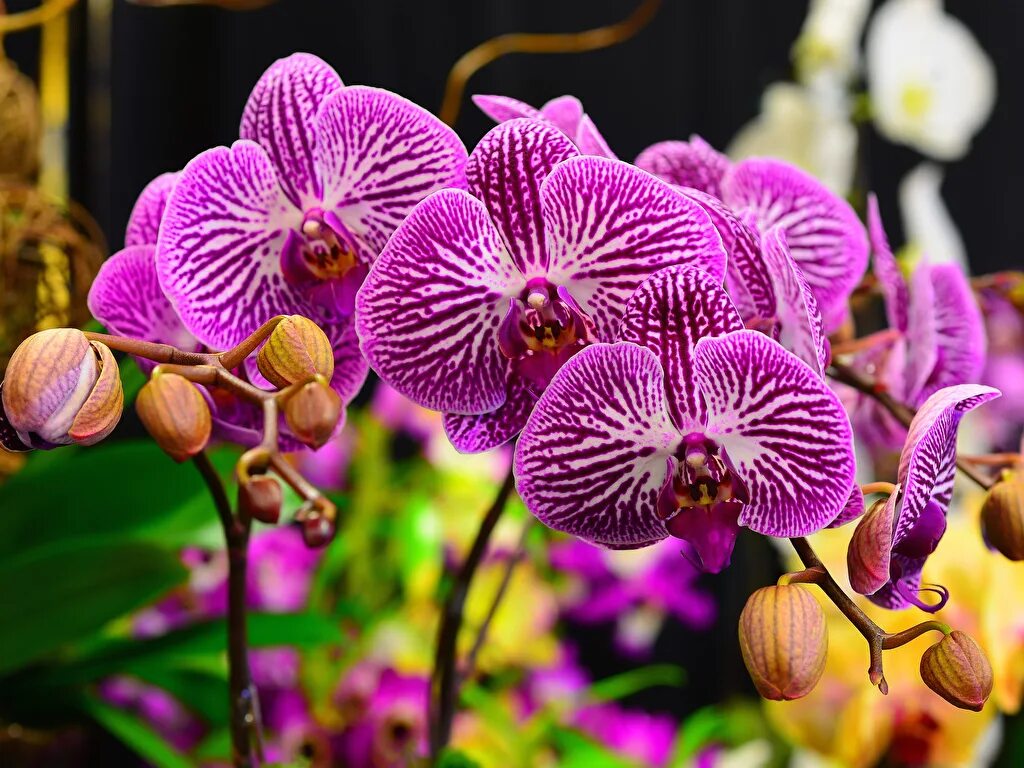 Flowers orchids. Орхидея фаленопсис Каталина. Фаленопсис Сого Лоуренс. Фаленопсис Менкар.