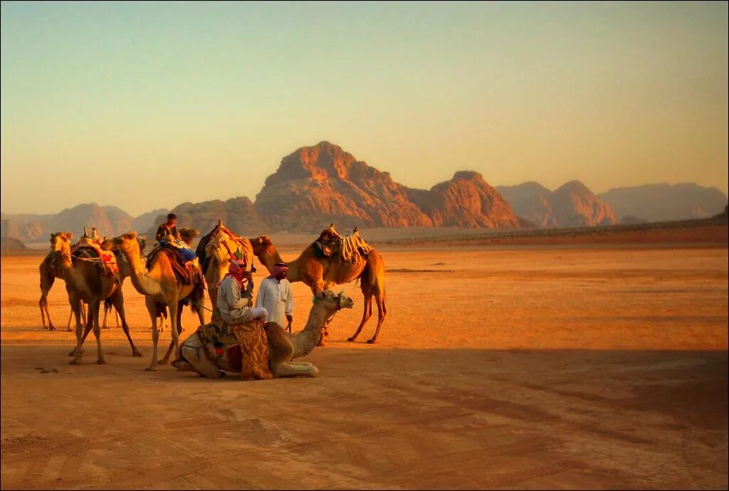 Кочевое скотоводство. Пустыня негев бедуины израиль. Бедуины в египте. Животноводство пустыни. Кочевой араб-скотовод 6.