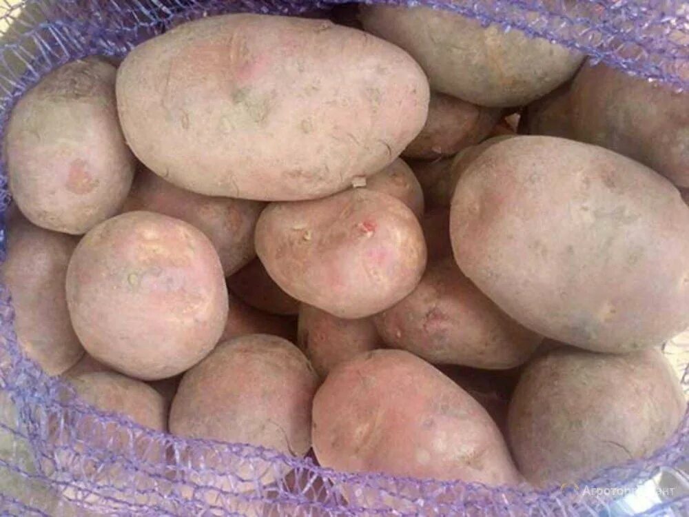 Лучшие сорта картофеля для алтайского края. Сорт картофеля афганка. сорт картофеля евпатий. сорт каменский картофель. сорт хибинский ранний картофель.