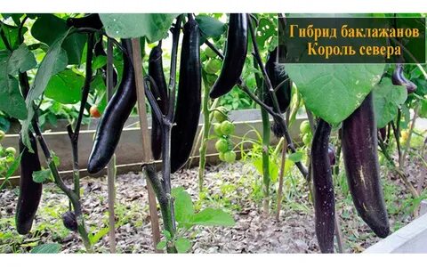 Баклажан король севера описание