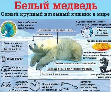 Сколько километров в час бегает медведь