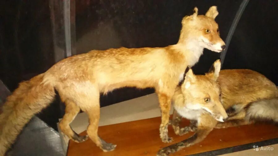 Чучело лисы таксидермия. Лиса чучело таксидермия. Чучело лисы упоротый лис. Чучело лисы. Чучело лисы.