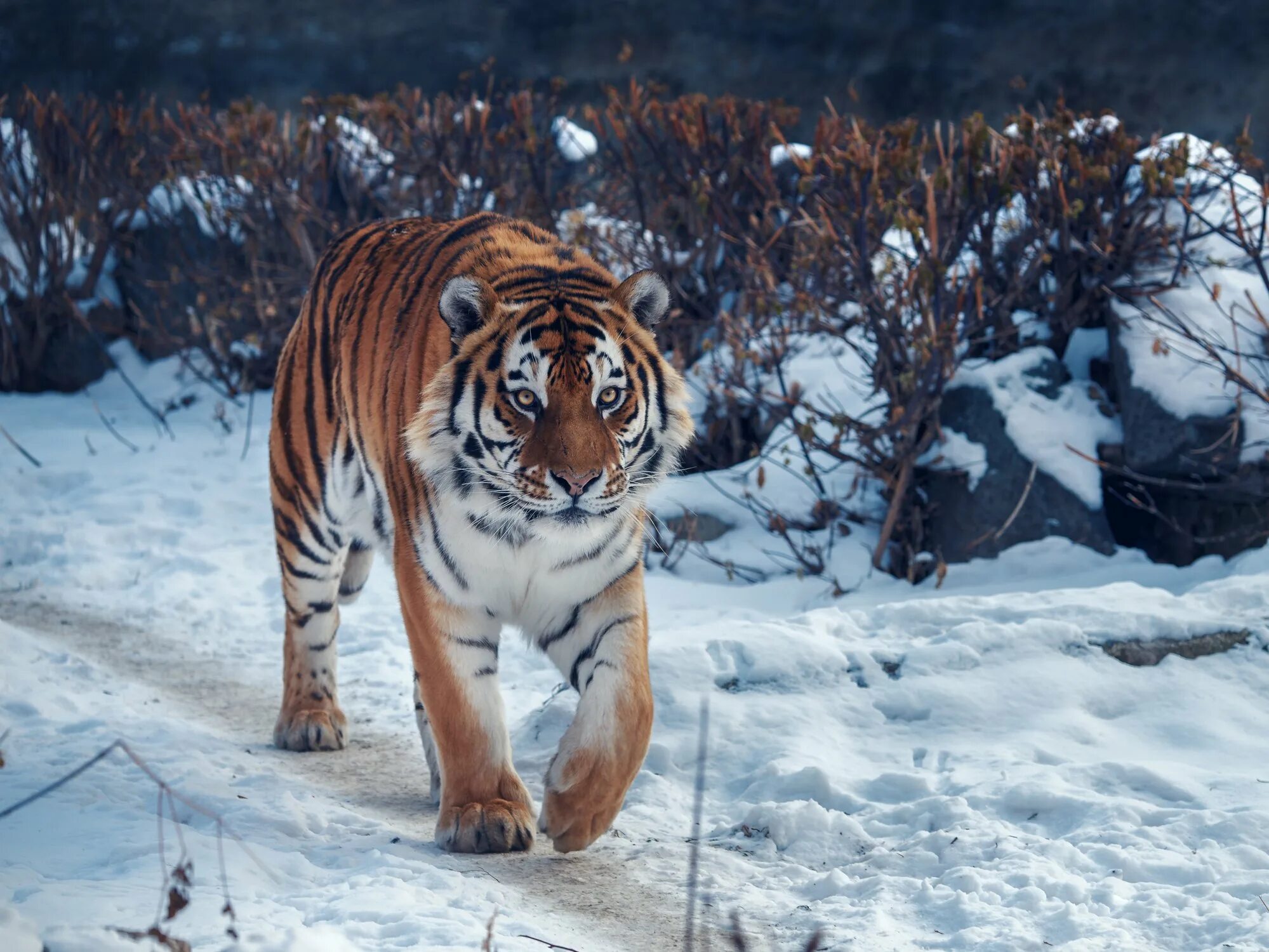 Видео амурском тигре