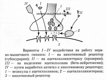 Медиатором в синапсах скелетных мышц является