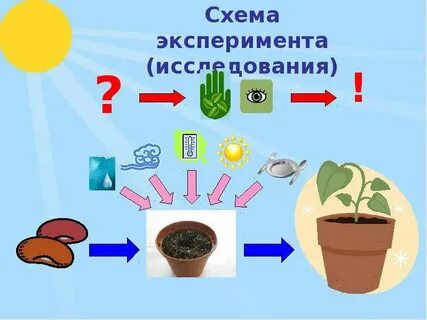 Опыт посади растение