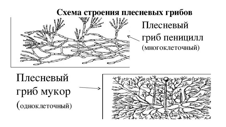 Многообразие и значение грибов 5 класс биология. Значение грибов 5 класс биология. Грибы разнообразие. Многообразие грибов и значение грибов. 5 Класс.