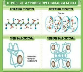 Конспект по белкам биология 9 класс