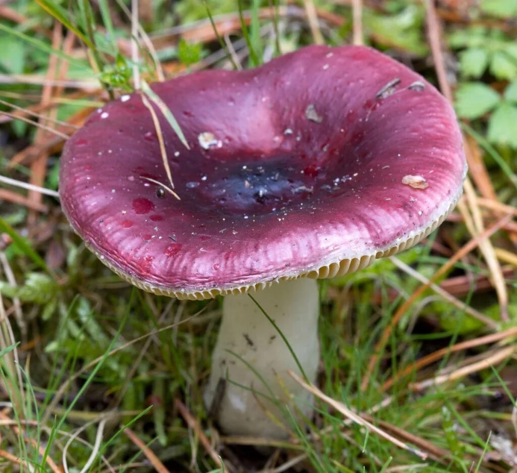 Сыроежки лесные съедобные. Сыроежка жгучеедкая (russula emetica). Сыроежка жгучеедкая. Russula vesca – сыроежка пищевая. Лесные грибы сыроежки.