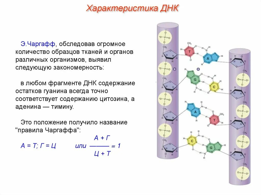 Признаки описания днк. Э.чаргафф днк. строение днк правило чаргаффа. чаргафф нуклеиновые кислоты. закономерности чаргаффа.