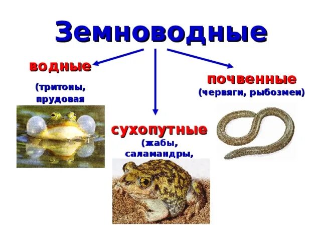 Земноводные внешнее и внутреннее строение. Земноводные схема. Земноводные внешнее строение. Внутреннее строение земноводных. Тело земноводных состоит из