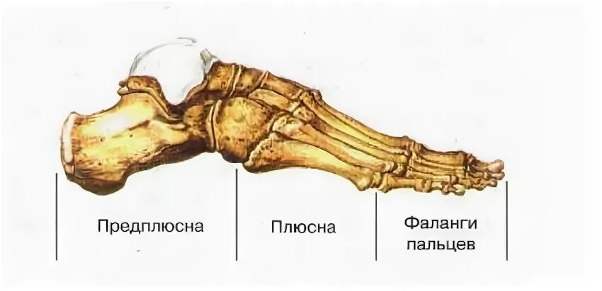 Плюсна стопы что это