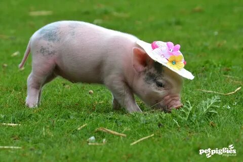 Pig wiki