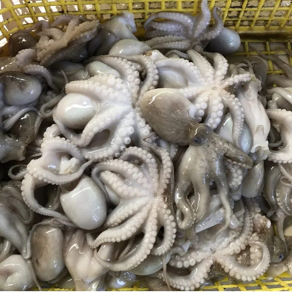 Приготовление осьминогов маленьких замороженных. Осьминоги маленькие замороженные. Осьминог мороженный. Мини осьминоги замороженные. Беби осьминоги.