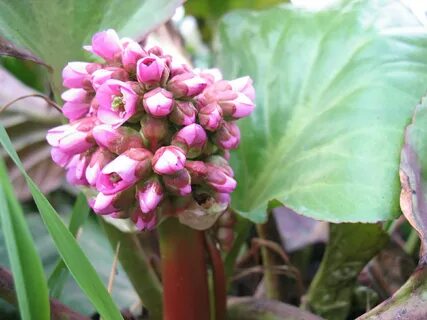 Bergenia crassifolia сырье