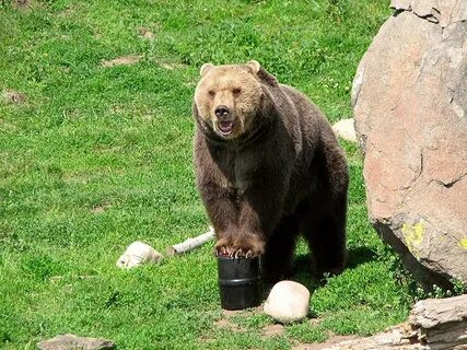 Bears can