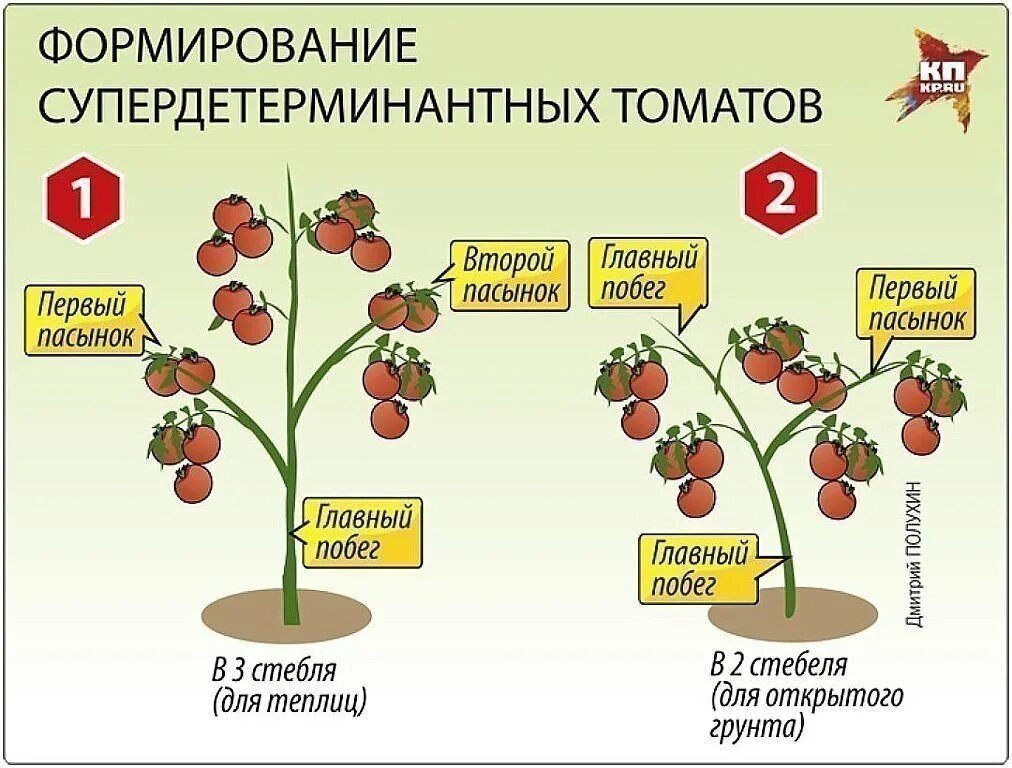 Как формировать детерминантные томаты. Формирование томатов в 3-4 стебля схема. индетерминантные томаты пасынкование. формирование помидоров в теплице схема. схема пасынкования помидоров.