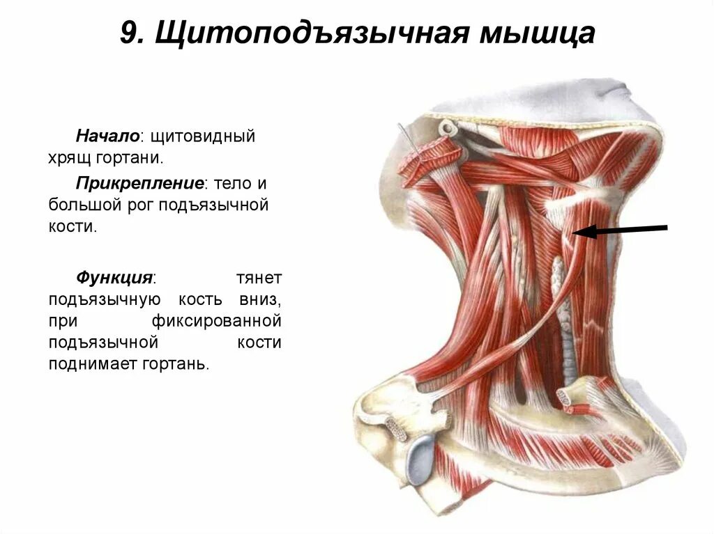 Лопаточно-подъязычная мышца функции. Передняя и средняя лестничные мышцы. Передняя средняя и задняя лестничные мышцы. Лестничные мышцы шеи.