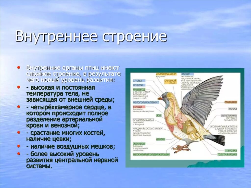 Доклад на тему класс птицы. Особенности внутреннего строения птиц. Особенности внешнего и внутреннего строения птиц. Внутреннее строение птиц характеристика. Класс птицы строение.