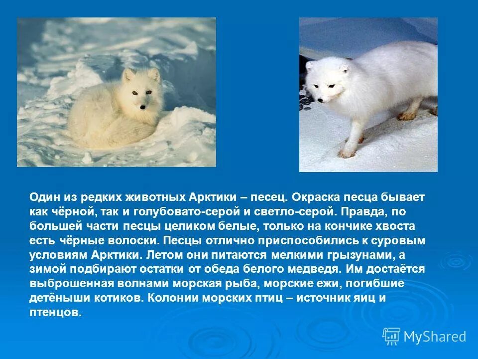 Сообщение окружающий мир 4 класс животные арктики. Сведения о арктических животных. сообщение о животном арктики. доклад о животных арктики. животные арктики сообщение.