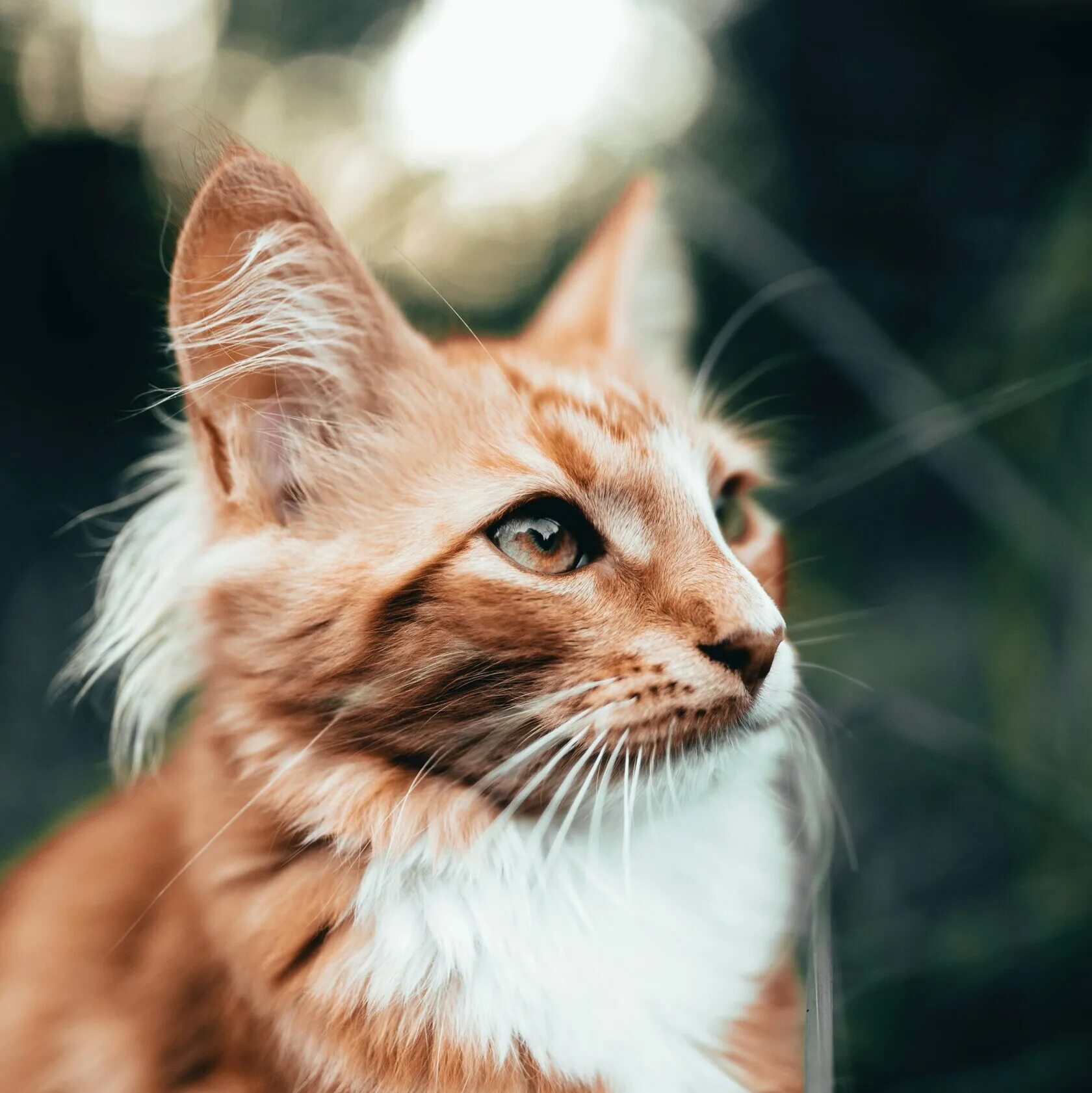 Как реанимировать котенка