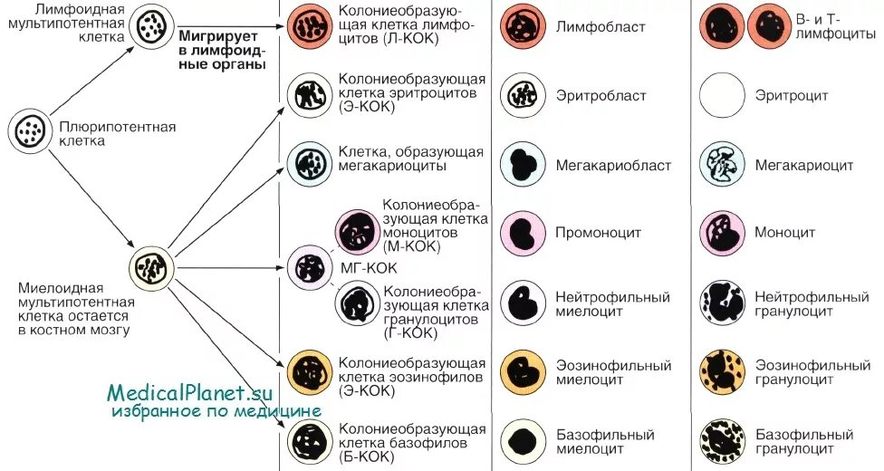 4 дифференцировка клеток