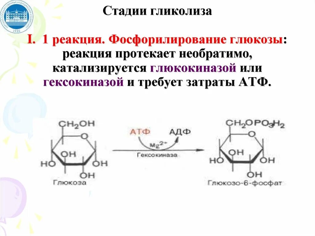 Анаэробный гликолиз формула. Реакции окислительного этапа гликолиза. Гликолиз 1 этап реакции. Анаэробный гликолиз биохимия реакции. Количество этапов в гликолизе