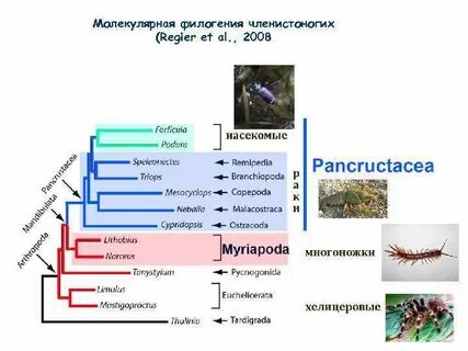 Филогения