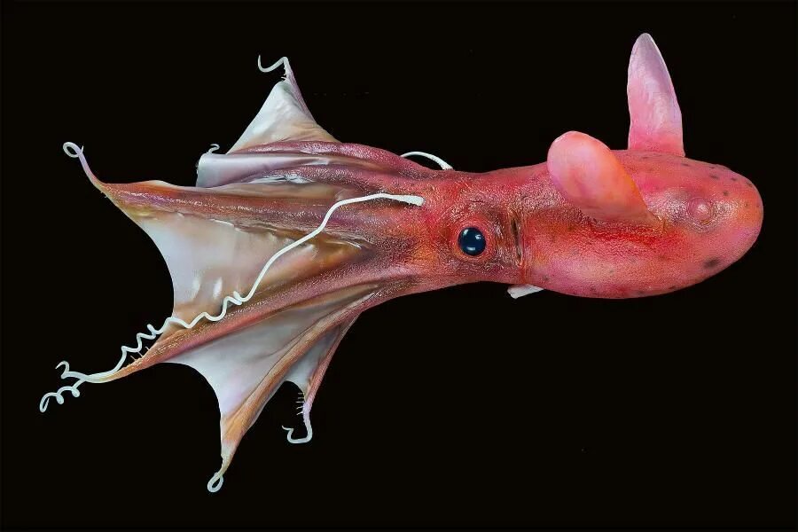 Hellish vampire squid is a relic cephalopod mollusk, which you are unlikely to b