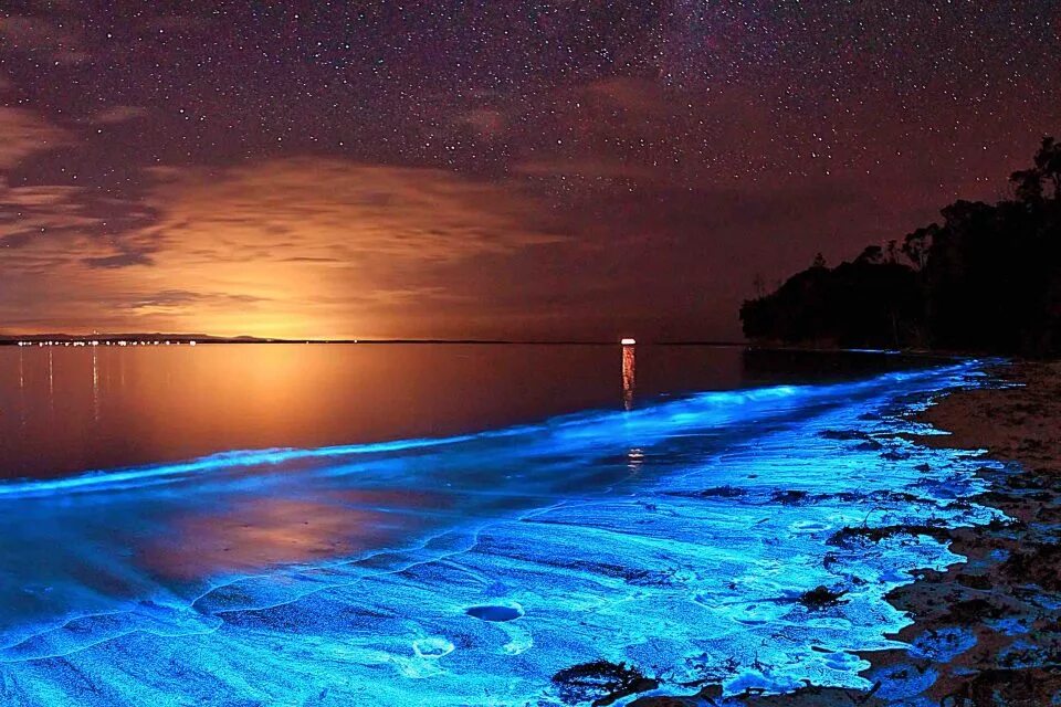 Планктон. Ночесветка noctiluca. Пляж ваадху мальдивы. Пляж ваадху мальдивы. Остров ваадху мальдивы.