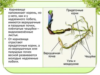 Чешуйки на корневище