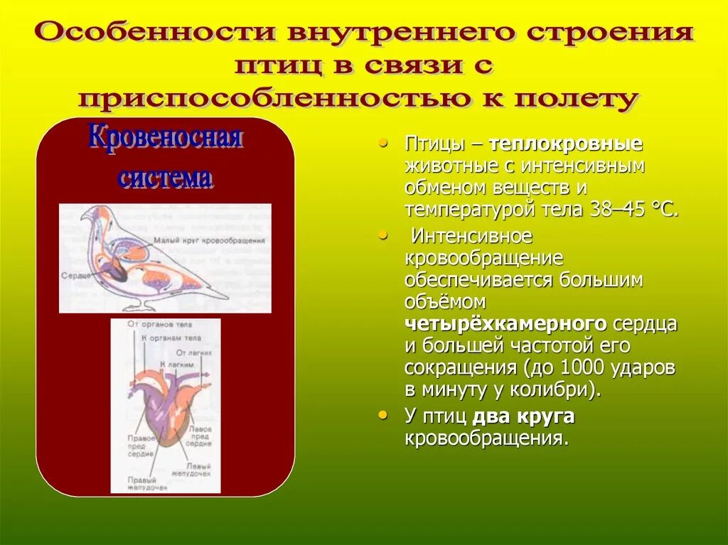 Особенности внутреннего строения птиц. Особенноствнутреннего строения птицы. Особиности строения " птиц". Особенности внешнего строения птиц. Внутреннее строение птиц в связи с полетом