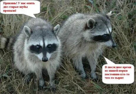 Еноты юго востока 2.0