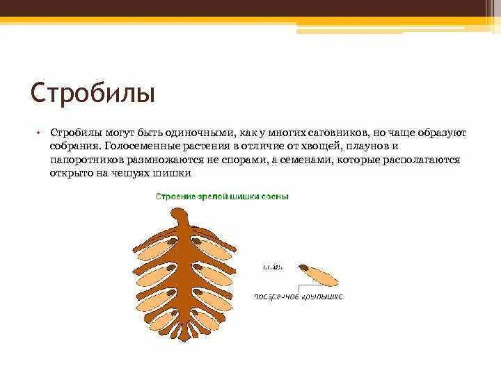 Какого строение семени сосны. Стробил папоротника. мужские стробилы голосеменных. строение семени шишки. строение семени сосны.