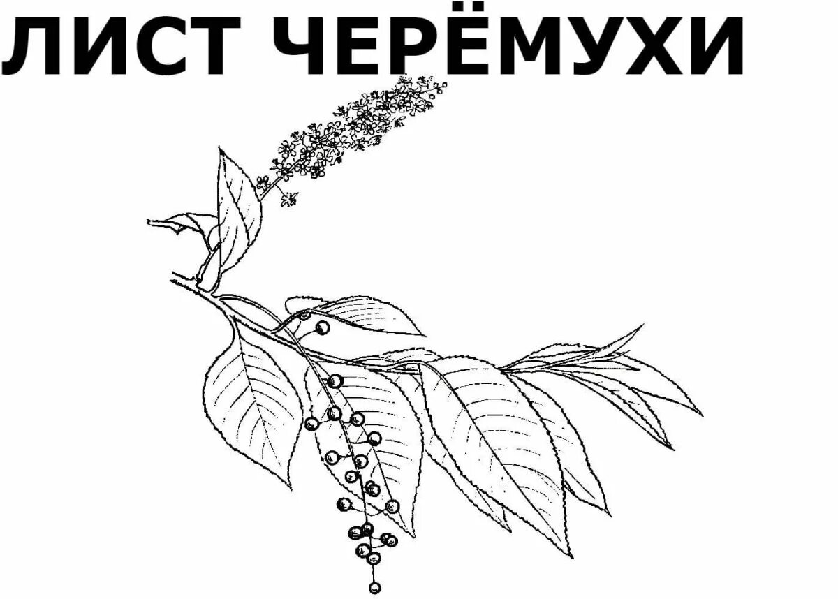 Черемуха рабочий лист 3 класс. Черемуха раскраска. лист черемухи раскраска. лист черёмухи картинка. черемуха раскраска для детей.