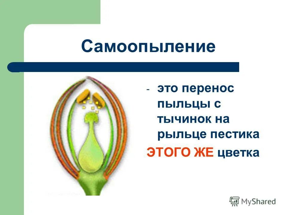 Перенос пыльцы на рыльце пестика называют