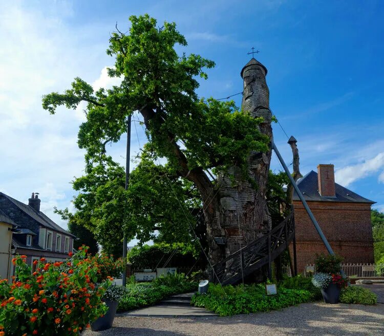 Tree 18