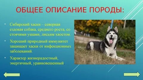 Рассказ о породе собак 2 класс