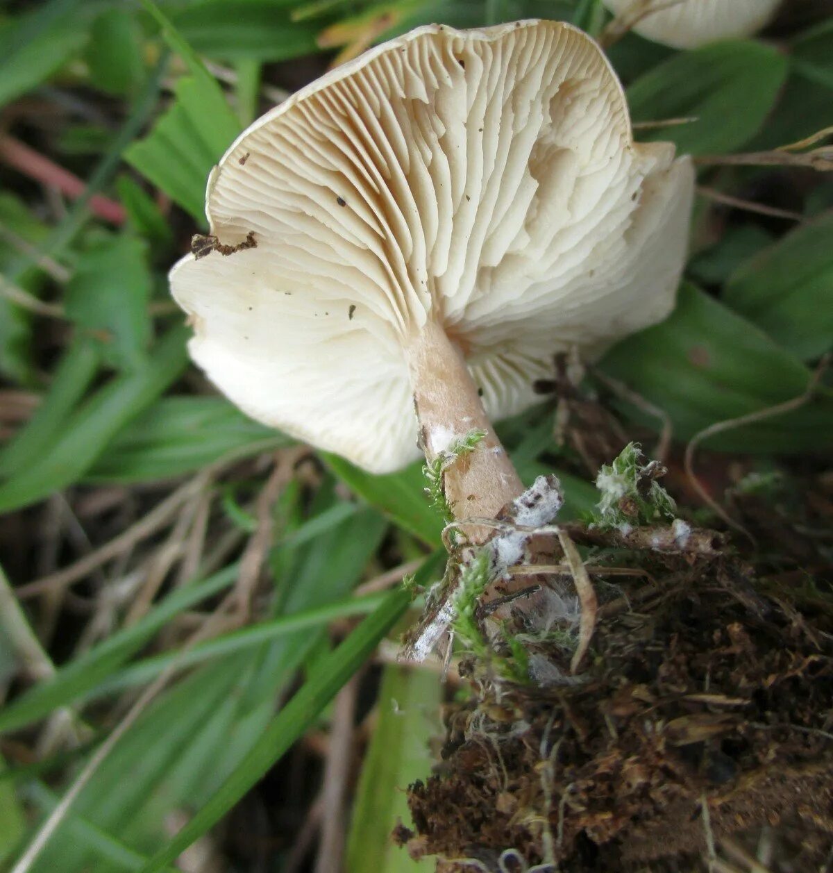 Говорушка восковатая. Говорушка беловатая (Clitocybe dealbata). Говорушка беловатая и восковатая. Говорушка беловатая (Clitocybe rivulosa).