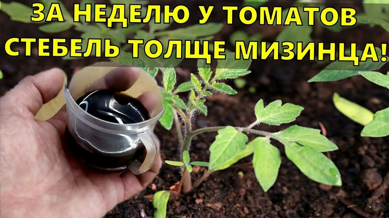 Чтобы стебли томатов были толстыми